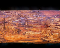 Drohnen im Kampf gegen die Borkenkäferplage